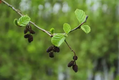 pokok daun luruh dengan kon kecil