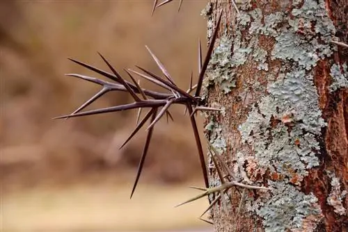 Thorny deciduous trees: species and their special role