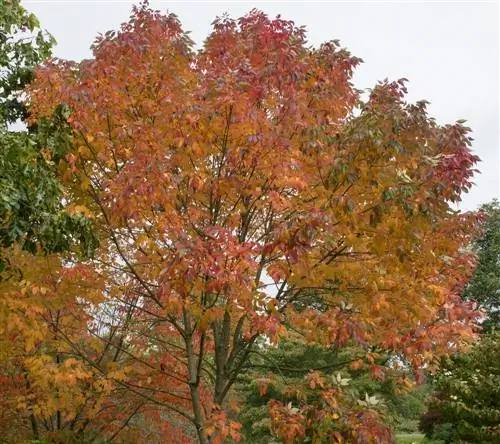 albero deciduo, a crescita rapida