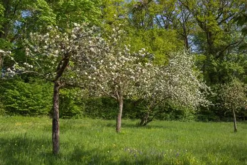 perfil d'arbre caducifoli