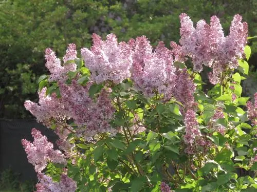 arbres caducifolis per a jardins petits