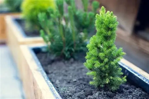 coniferous tree balcony