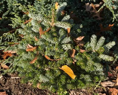 Conifers for the garden: Which species are best?