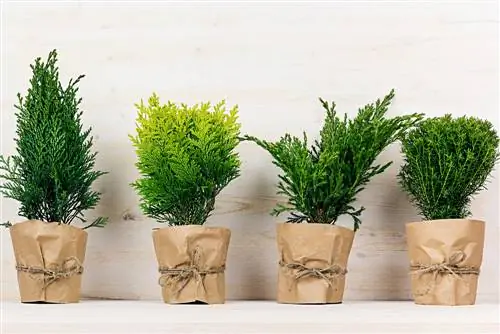 conifer-in-a-pot