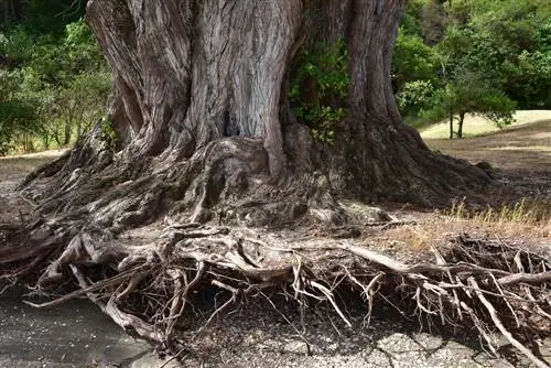 akar pokok konifer