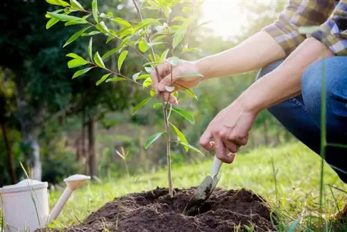 to plant a tree