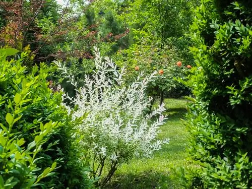 harlequin willow-duengen