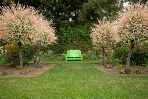 Cutting harlequin willow into a ball