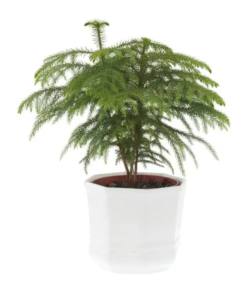 Indoor fir: The perfect conifer for your living space