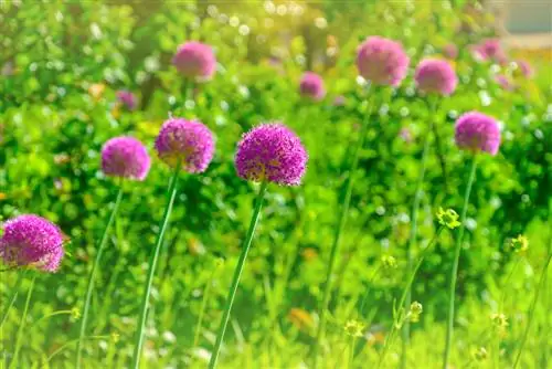 allium giganteum qayğı