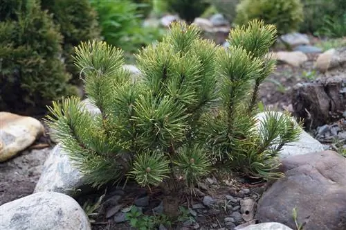 kupandishia miti ya coniferous