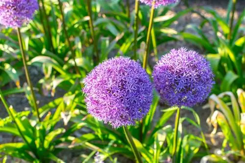 Бактагы чоң пияз (Allium giganteum): Ал ушундай иштейт