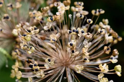 Multiply Allium Giganteum: Așa funcționează însămânțarea