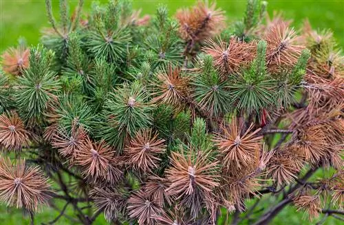 Conifer diseases: How to recognize and treat them