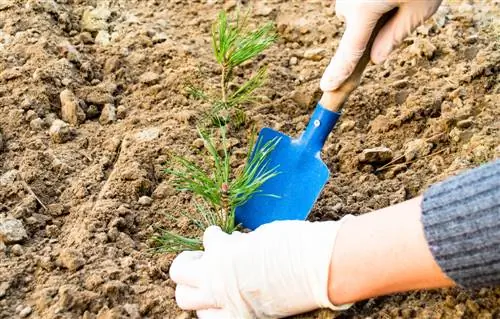 Transplanting conifers: when and how to do it right