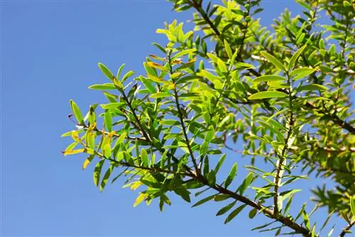 Pohon jenis konifera berdaun: Pohon-pohon eksotis dan ciri-cirinya