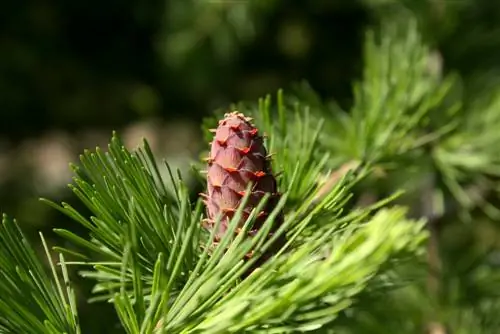 शंकुवृक्ष-पेड़-मुलायम-सुइयों के साथ