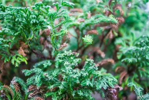 conifer-tree-turns-brown