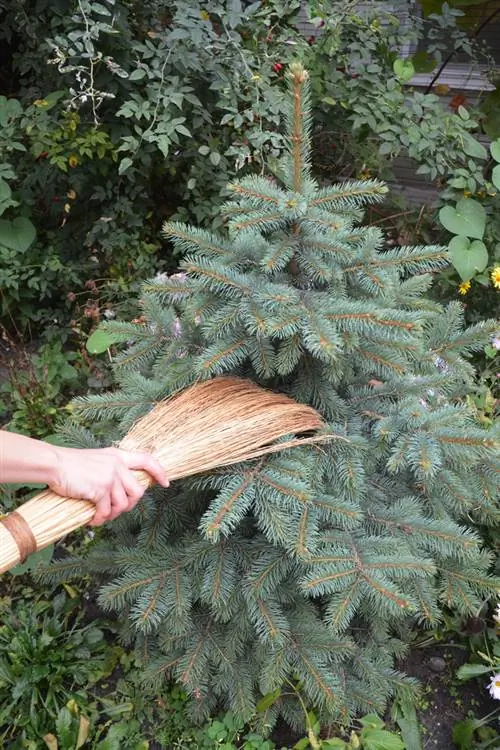 Kab tsuag ntawm conifers: paub, sib ntaus sib tua thiab tiv thaiv