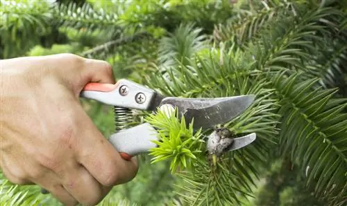 Memendekkan pokok konifer