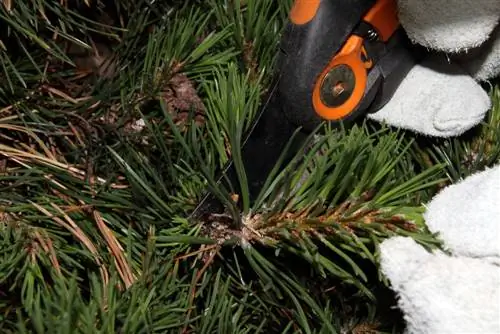 Capping conifer lace: How to do it right