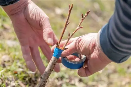 Grafting trees: methods, tips and the right time