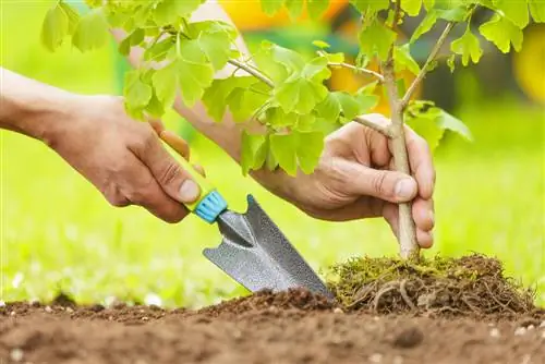 Oorplanting van 'n boom: Suksesvolle oorplanting van ouer bome