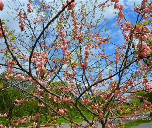 arbol para jardin