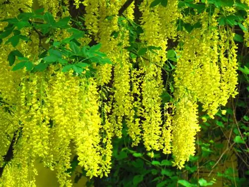 Kleurrijke bomen: 6 soorten met felgele bloemen