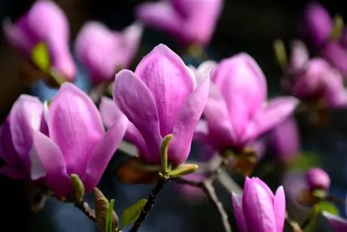 Boom met pienk blomme: 9 pragtige variëteite vir jou tuin