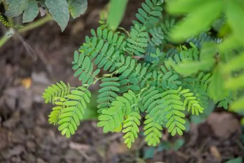 Bomen voor halfschaduw: de beste soorten voor uw tuin