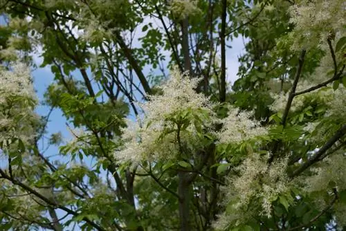 árvore com flores brancas