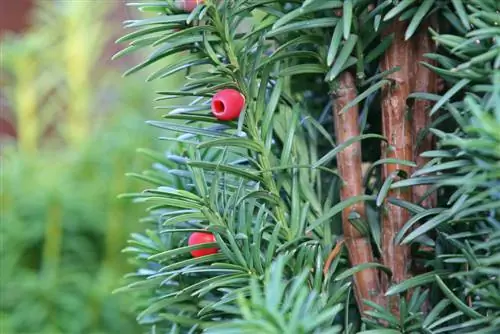 Alti e stretti: questi alberi si adattano ad ogni piccolo giardino