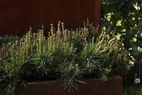 Alberi resistenti in vaso: queste specie sono adatte