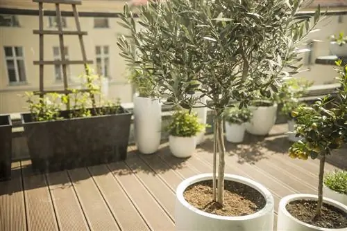 Albero in vaso: ecco come gli alberi prosperano anche nei vasi