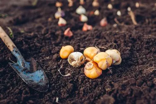 Quand et comment bien planter de l'ail ornemental au jardin