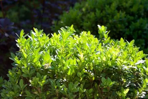 Skadu in die tuin? Hierdie bome hanteer dit goed