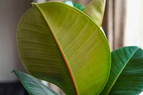 Indoor trees: Tropical plants for your own living room