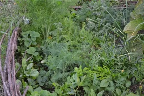 υπερυψωμένο κρεβάτι permaculture