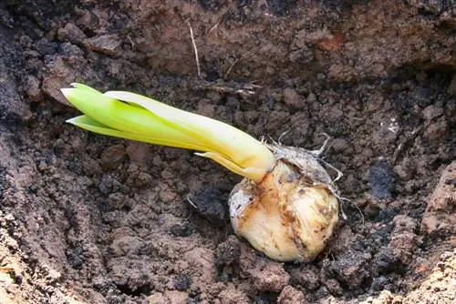 plante de allium