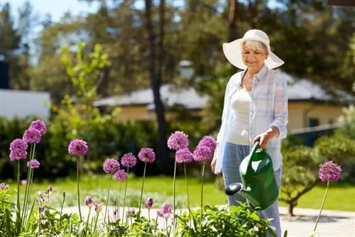 Allium parvarishi: Sizning manzarali piyozingiz shunday gullaydi