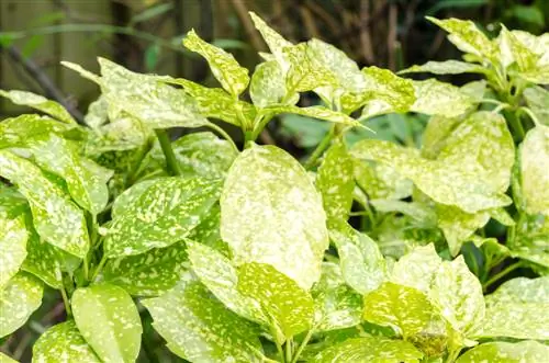 aucuba-japonica-black-leaves