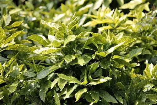 Aucuba Japonica: come prendersi cura perfettamente della pianta