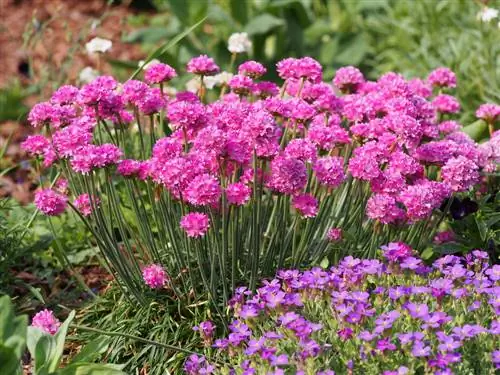 armeria maritima aprūpe