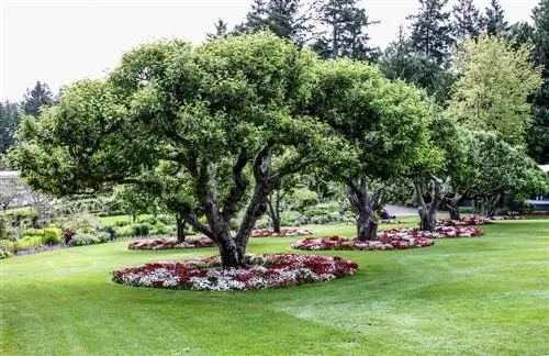 Alberi sani grazie ai dischi degli alberi posizionati correttamente: ecco come funziona