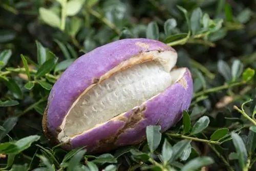 Akebia Fruit: Masarap, malusog at madaling lumaki