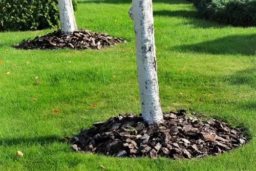 acolchado con disco de árbol