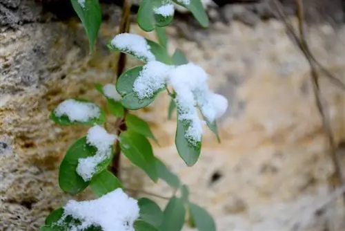 Akebia quinata pozimi: nasveti za nego in zaščito