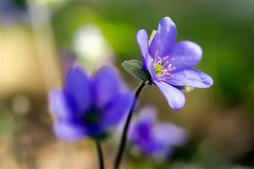 Plantas extraordinarias: lo más destacado del jardín