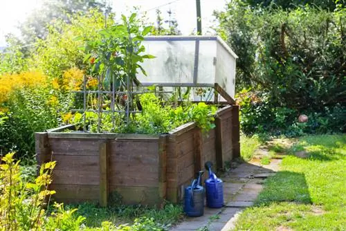 tomates en permaculture